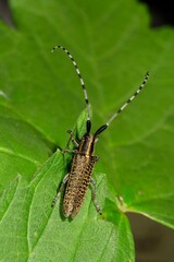 Golden-bloomed grey longhorn beetle (Agapanthia villosoviridescens), on one sheet, Baden-Wuerttemberg, Germany, Europe