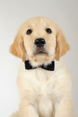 Golden Retriever, puppy, 7 weeks old, portrait with black fly