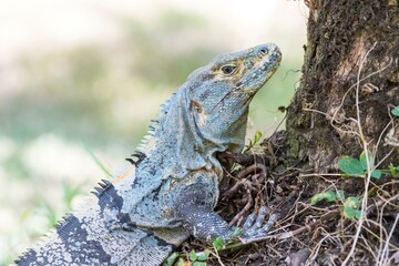 Fototapeta premium Black spiny-tailed iguana (Ctenosaura similis), Costa Rica, Central America
