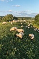 Grassing Black-headed Sheep (Ovis orientalis), on Elbe dike, Tespe, Lower Saxony, Germany, Europe