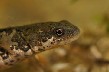 Closeup on the head of an adult Italian newt, Lissotriton italicus underwater
