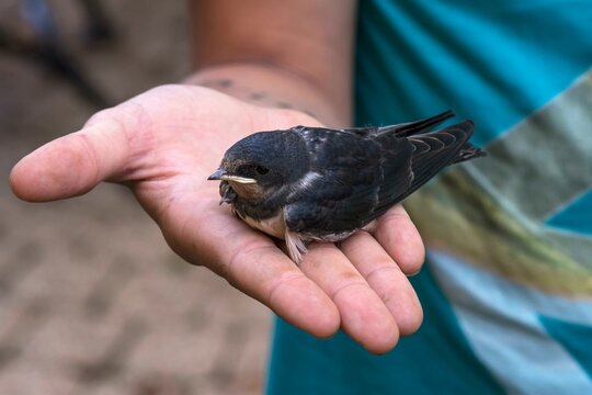 Young Common house martin (Delichon urbicum) is sitting on the hand, Germany, Europe