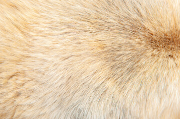 Beautiful spotted fur close-up. Texture of brown animal wool. Dog fur.