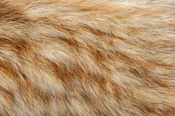 Beautiful spotted fur close-up. Texture of brown animal wool. Dog fur.