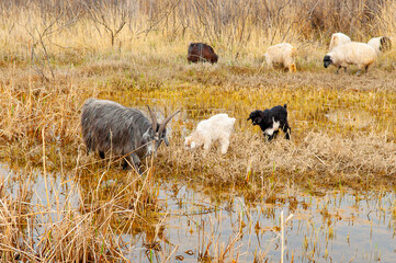 Goats in search of food roam the desert hot pasture. Moroccan goats climb trees to eat leaves. Sheep eat the remains of a watermelon.