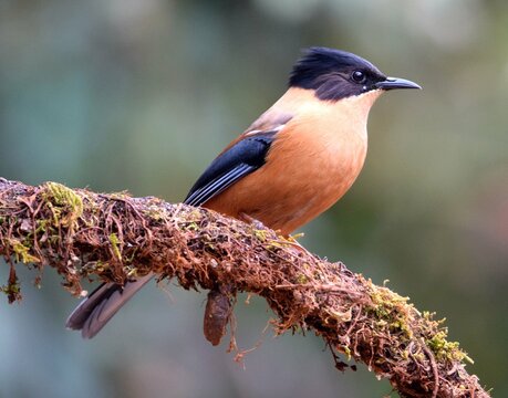 Rufous sibia