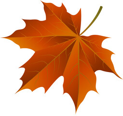 autumn maple leaf