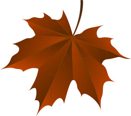 autumn maple leaf