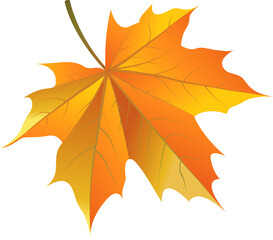 autumn maple leaf