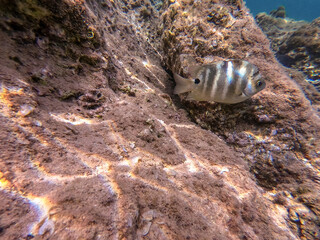 The threespot dascyllus (Dascyllus trimaculatus) at coral reef of the Red Sea..