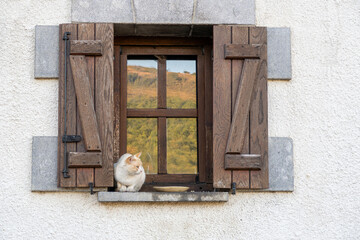 Cat of white and brown color in the window.