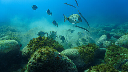 Beautiful underwater photo of school of fish - Zebra Sea Bream hunting for food. From a scuba dive.