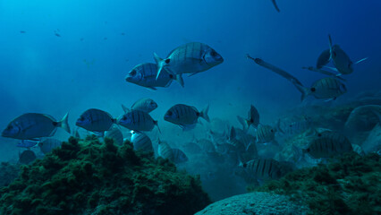 Fototapeta na wymiar Beautiful underwater photo of school of fish - Zebra Sea Bream hunting for food. From a scuba dive.