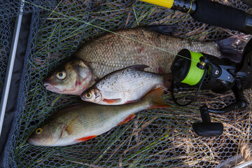Assort kinds of fish -  freshwater common bream, common perch or European perch, white bream or silver bream and fishing rod with reel on black fishing net..