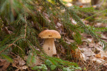 Porcini mushroom growing in pine tree forest at autumn season..