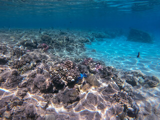 Underwater life of reef with corals and tropical fish. Coral Reef at the Red Sea, Egypt.