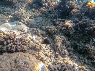 Underwater life of reef with close up view of corals and tropical fish. Coral Reef at the Red Sea, Egypt.