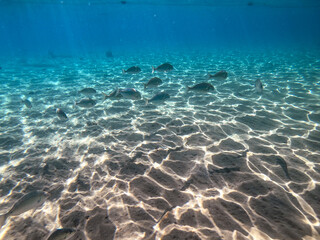 Shoal of Sargos or White Seabream swimming at the coral reef in the Red Sea, Egypt..