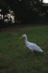 White duck on a green lawn