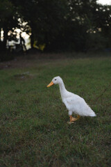 White duck on a green lawn