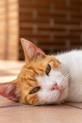 Fototapeta na wymiar Vertical close up view of beautiful white and orange cat with green eyes looking to camera while relaxing and resting