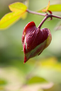 Blossom of the Roselle, close up macro photograph.