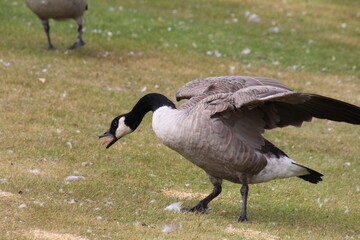 country goose on the bank of lake