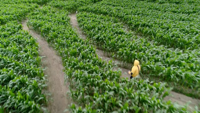 A man wandering in a cornfield in a yellow jacket. The lost one is looking for a way out, falling into confusion and fear of loneliness