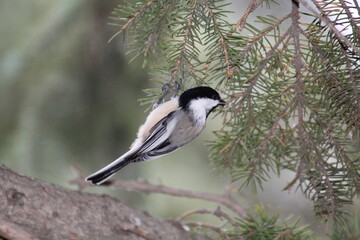 Obraz premium Chickadee In The Tree