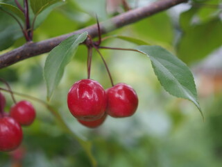 Obraz premium Jabłuszka rajskiej jabłoni 