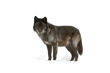 canadian black wolf  isolated on white background
