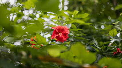 red hibiscus flower