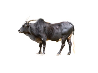 male black zebu cattle isolated on white background - obrazy, fototapety, plakaty