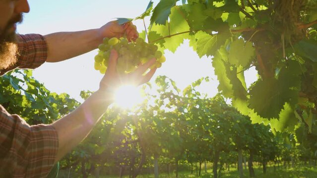 Closeup of farmers hands Picking white grapes on grapevine in vineyard at sunrise. Ripe Vineyard Grapes. Grapes In The Vineyard In Tuscany, Italy.