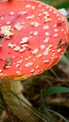 fly agaric mushroom in forest