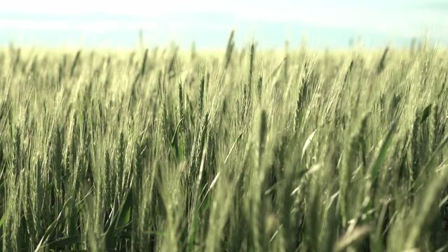 young spikelets of wheat. the wind shakes the spikelets. cereal crops, harvest.