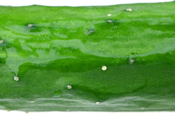 Cucumber is long and thin, looking at vegetables from the side