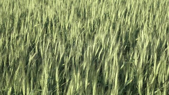 young spikelets of wheat. the wind shakes the spikelets. cereal crops, harvest.