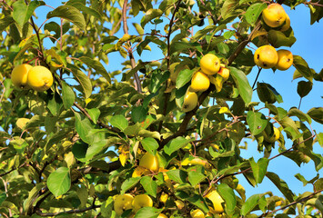 Apple tree branches with ripe fruits on an autumn day