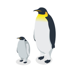 Isometric penguin. King penguin with chick on white background.