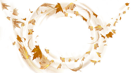 autumn leaves round tornado  hurricane flying  falling isolated for background and spce for your message - 3d rendering