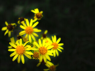 Natural background composed ofyellow flowers with a dark and blurred background.
