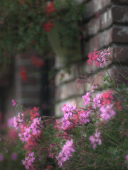 Obraz premium Blurred natural background composed of pink geranium flowers, focused on one flower in the center. Blurred brick wall background. Shot with vintage lens 135mm.