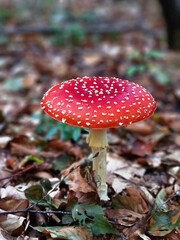 Fliegenpilz im Wald