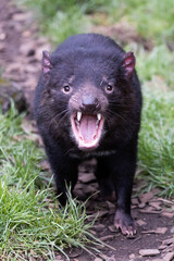 Fototapeta premium Tasmanian Devil in Tasmania Australia