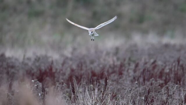 Barn Owl hovers mid-air as it hunts