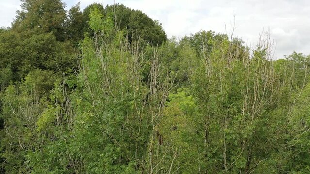 Drone shot moving forwards towards a  canopy of Ash trees with signs of the disease Ash Die Back in the UK