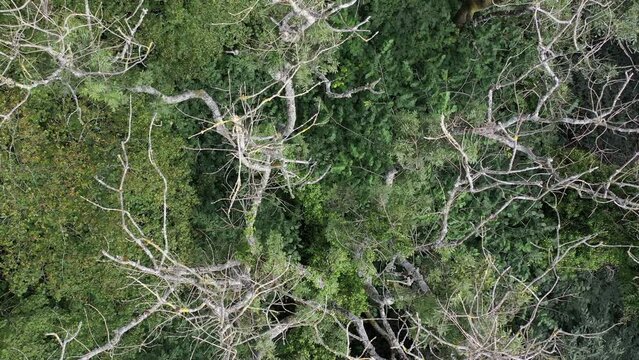 Drone shot looking down, while slowly rising up over a canopy of Ash trees with signs of the disease Ash Die Back in the UK