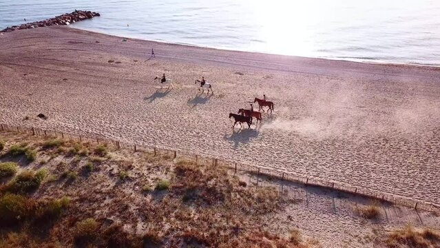 Aerial follwowing showing group of equestrian riding horses at sandy beach along coast of France during sunset