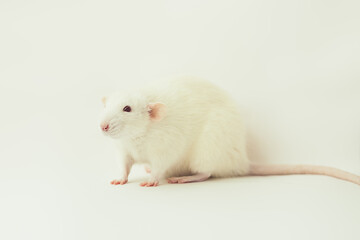 White rat dumbo with red eyes on white background. Laboratory rodent.